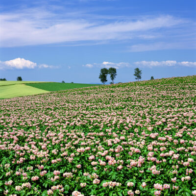 丘を彩るジャガイモの花