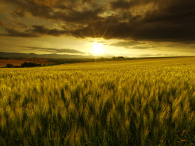 夕日を浴び輝く小麦