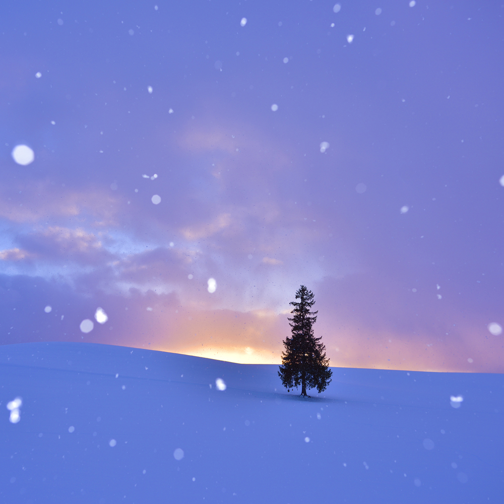 写真撮影ツアーヘッダーイメージSP版